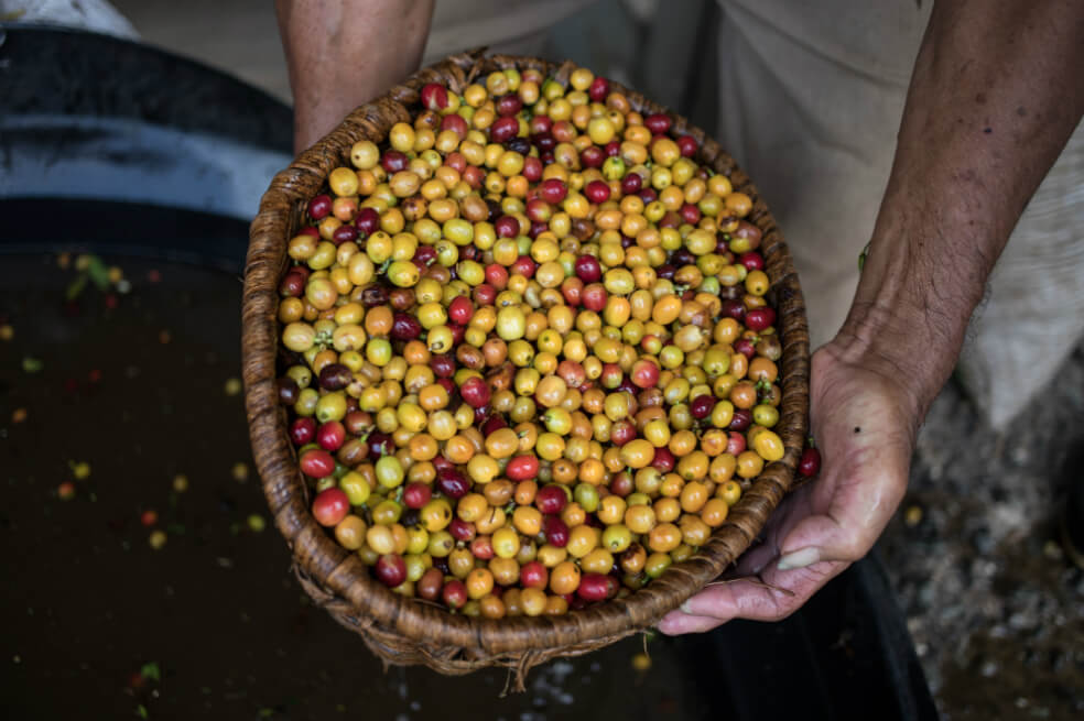 Caída del café se cobra una víctima en Brasil: Terra Forte