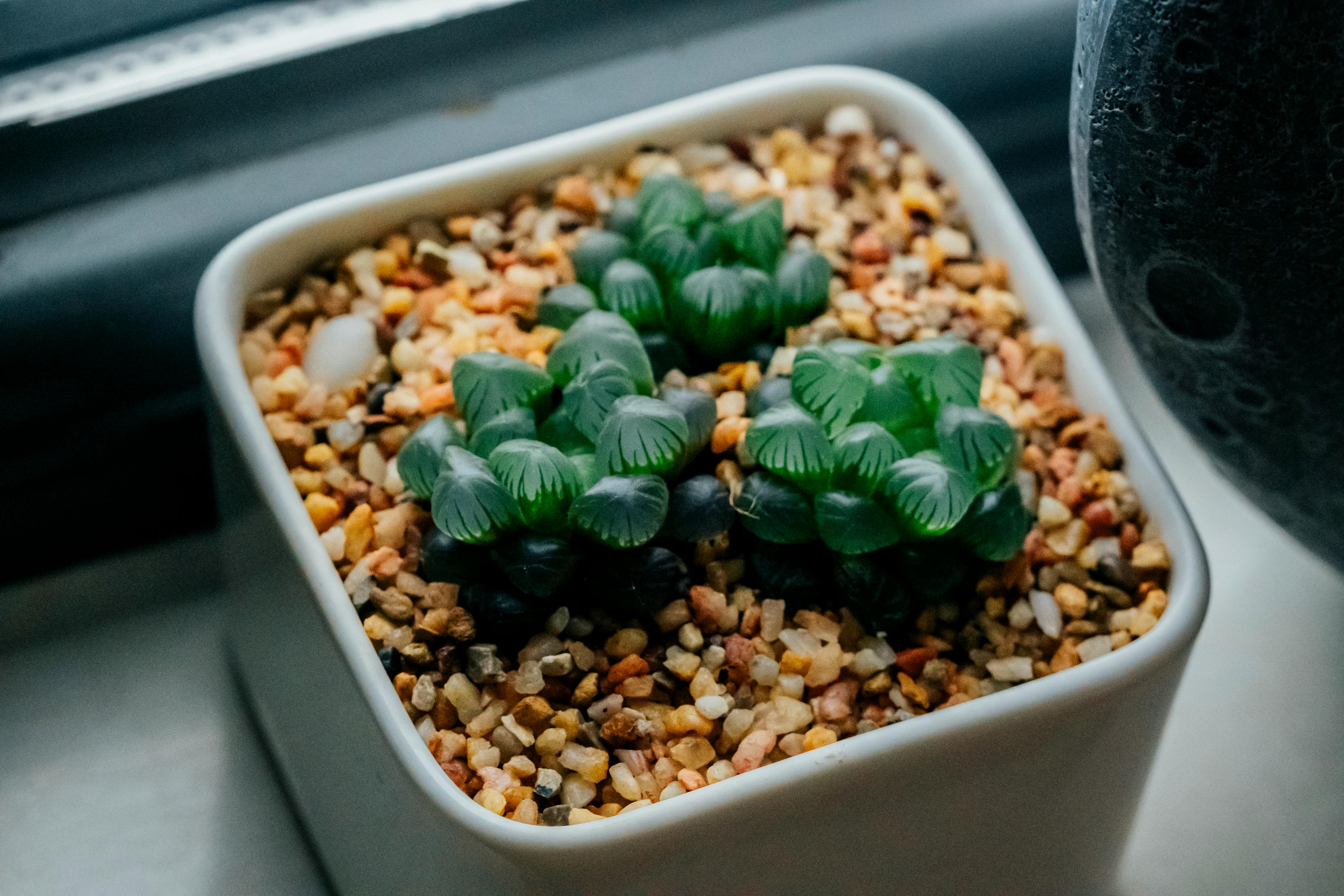 Haworthia Cooperi: la suculenta de hojas que parecen gotas de agua