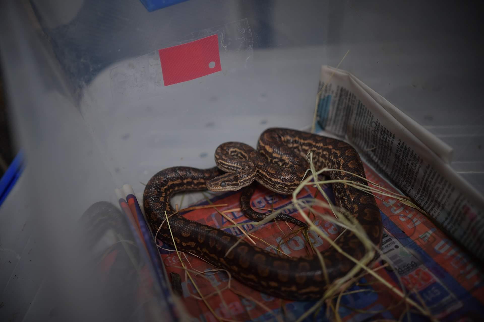 En imágenes: los animales que son atendidos en el Centro de Fauna