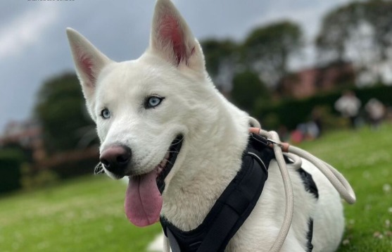 Wanda, la husky que demuestra que los perros de raza también son abandonados