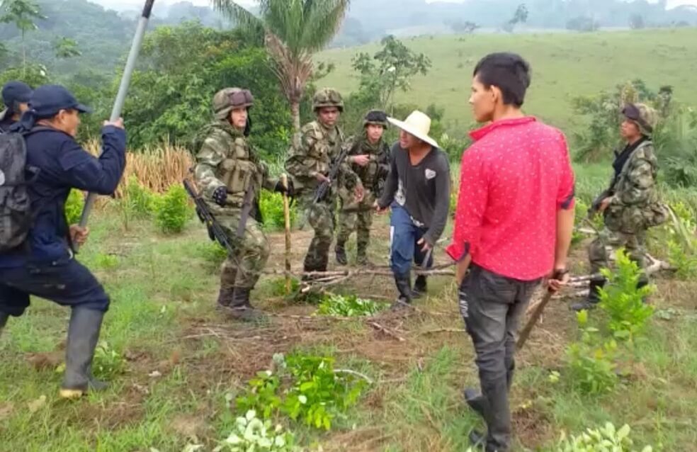 Erradicación forzada de coca no da tregua en medio de emergencia por nuevo coronavirus