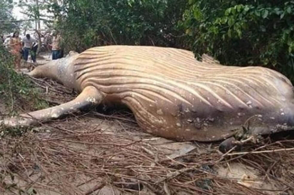 Una ballena jorobada fue encontrada en medio de la selva amazónica