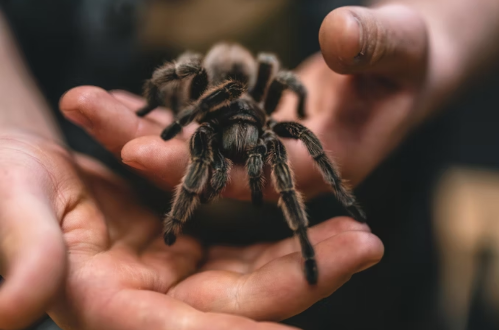 ¿De cuánto es la multa por tener una tarántula en casa en Colombia?