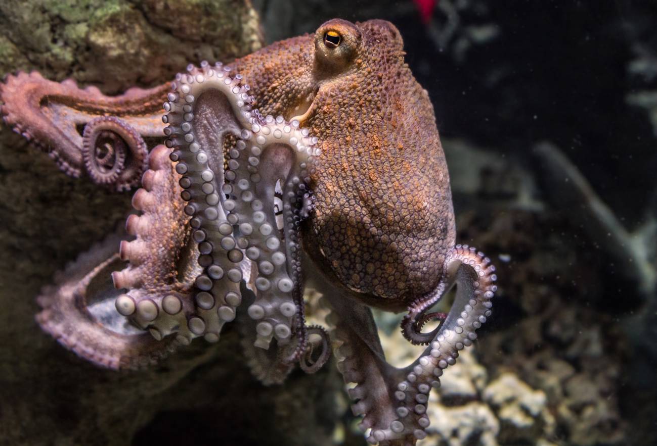 ¿Los pulpos, calamares y cangrejos sienten emociones? La ciencia indica que sí