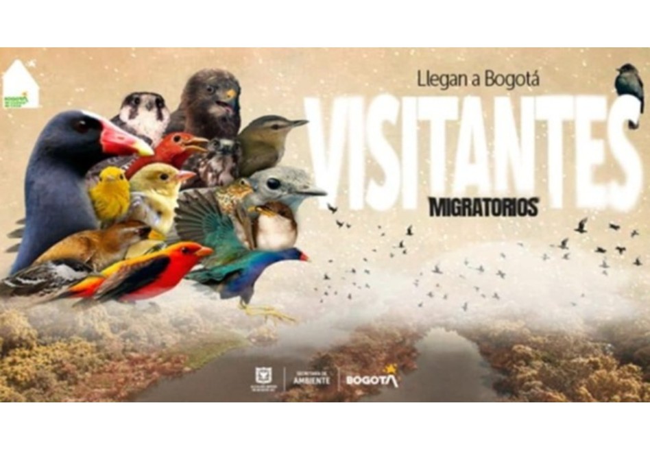 ¿Cómo reportar el avistamiento de aves migratorias en Bogotá?
