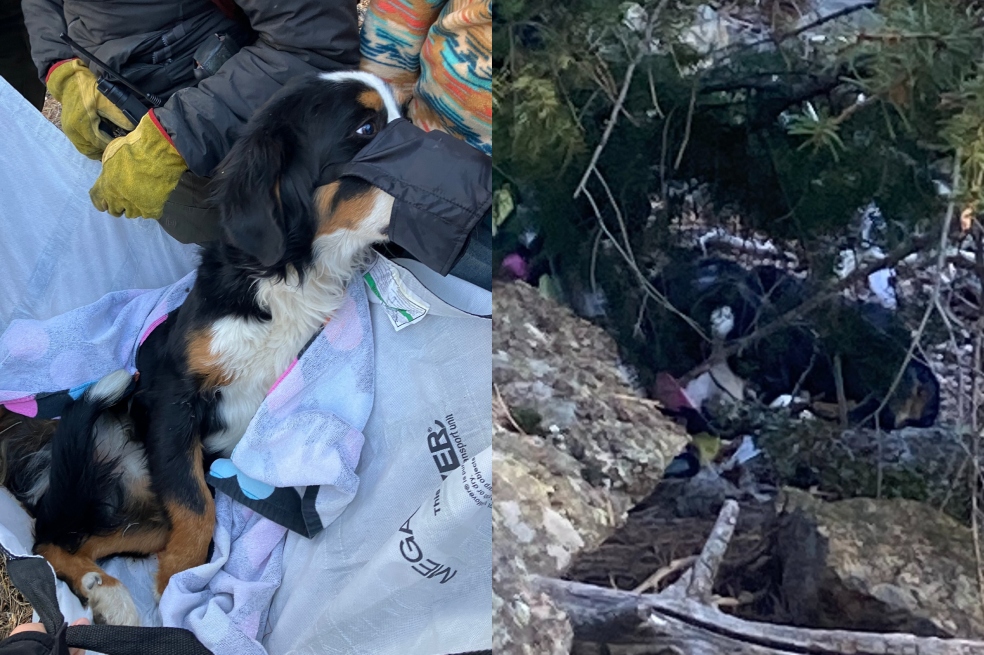 Encuentran a perra que estuvo perdida por dos meses: “Sobrevivió a un clima bajo cero”