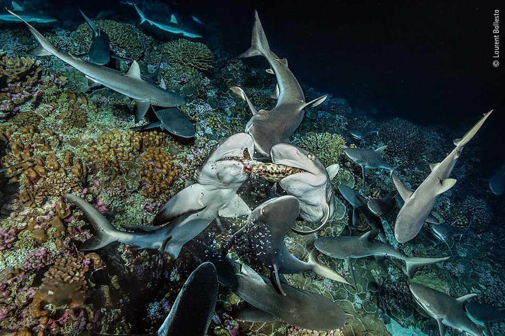 Exceso de pesca provocó la desaparición del 70% de ejemplares de algunas especies de tiburones