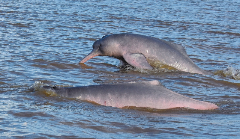Los puntos donde están cazando el delfín rosado del Amazonas