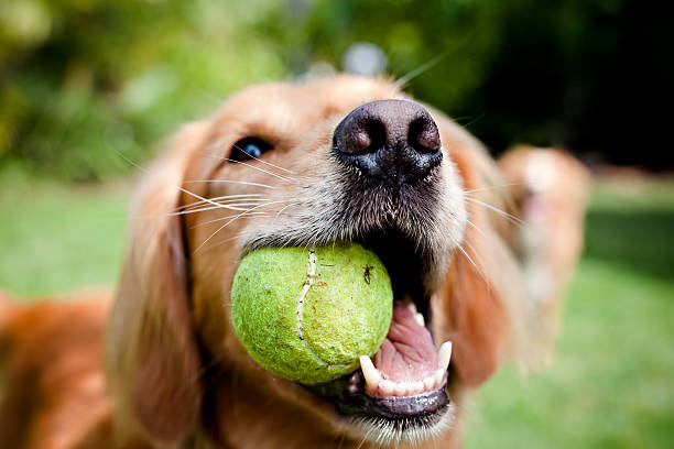 Los perros podrían desarrollar algo parecido a una adicción por las pelotas