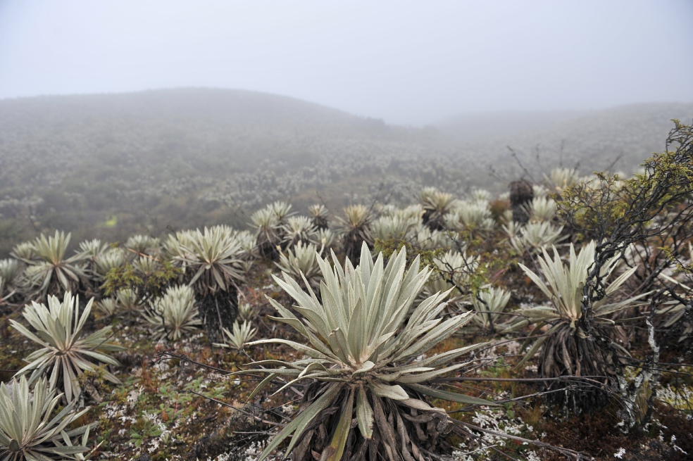 La Zona de Reserva Campesina de Sumapaz tendría 23.000 hectáreas, dentro de las que se hallan 16 veredas de la localidad.  / Archivo El Espectador