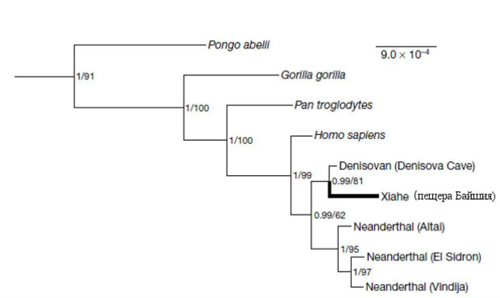 El árbol filogenético de homínidos. El denisovano encontrado en la cueva de Baishiya va en negrita.Fahu Chen et al. / Nature, 2019Por esta razón, al comparar el ADN de esta especie con la de los humanos modernos, es posible concluir que la gente de la meseta del Tibet heredaron de ellos su resistencia a la hipoxia, mientras los inuit que viven en las regiones árticas de América del Norte se adaptaron al frío gracias a esos contactos.