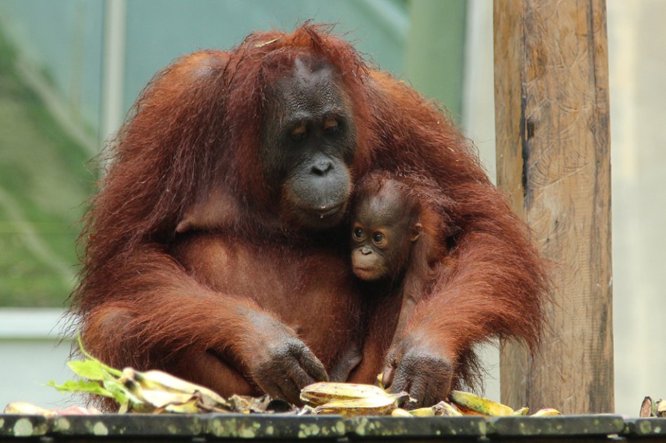 "Santuario de orangutanes" se estrena en Animal Planet. / Cortesía