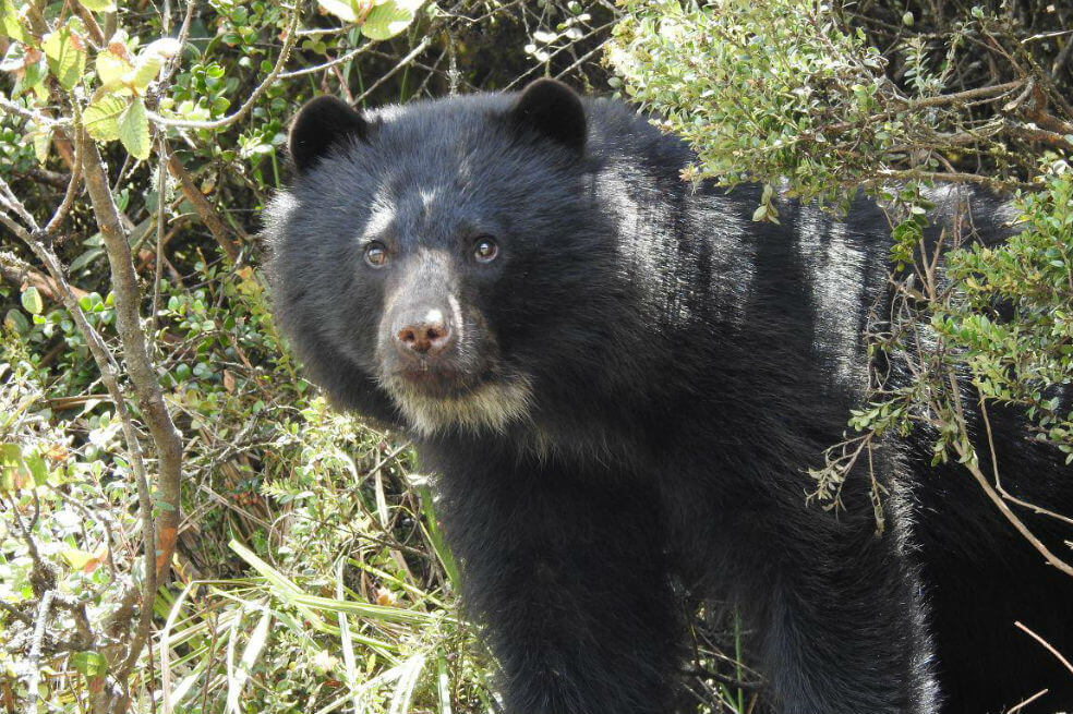 Al menos 70 especies silvestres de Cundinamarca y Boyacá están amenazadas