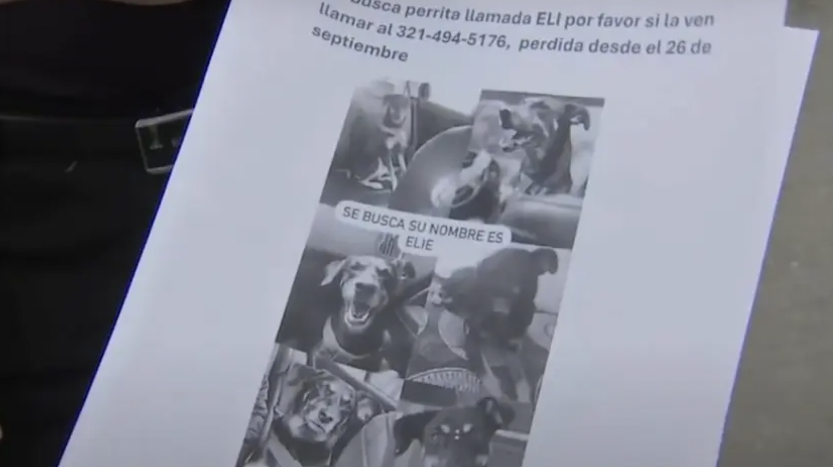 Robaron un carro con una perrita adentro: la familia pide a los ladrones su devolución