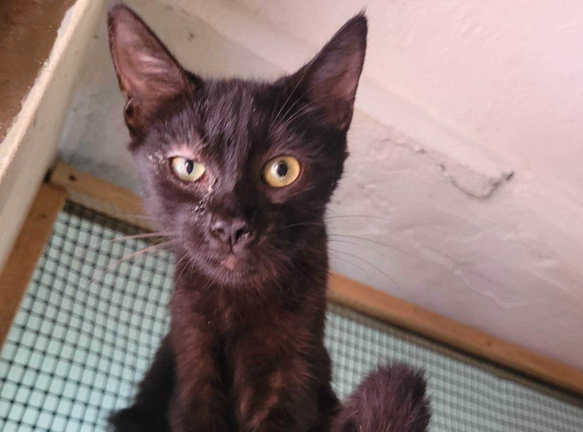 Más de 30 gatos rescatados necesitan ser trasladados a Medellín, así puede ayudarlos