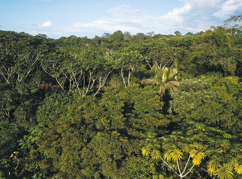 Forest in the area surrounding Calamar town, municipality of Calamar, Guaviare Department, Colombia.

The 'buffer zoneí around Chiribiquete National Park, Colombia is being deforested at an alarming rate, due to land grabbing and cattle ranching, especially in areas newly ëopened upí as a result of the peace process. In the municipality of Calamar, Guaviare Department, WWF-Colombia is working with a group of local community leaders (known as ëenvironmental promotersí) with the aim of stopping this deforestation, protecting and restoring remaining forest, and helping provide alternative sustainable livelihoods to local people.