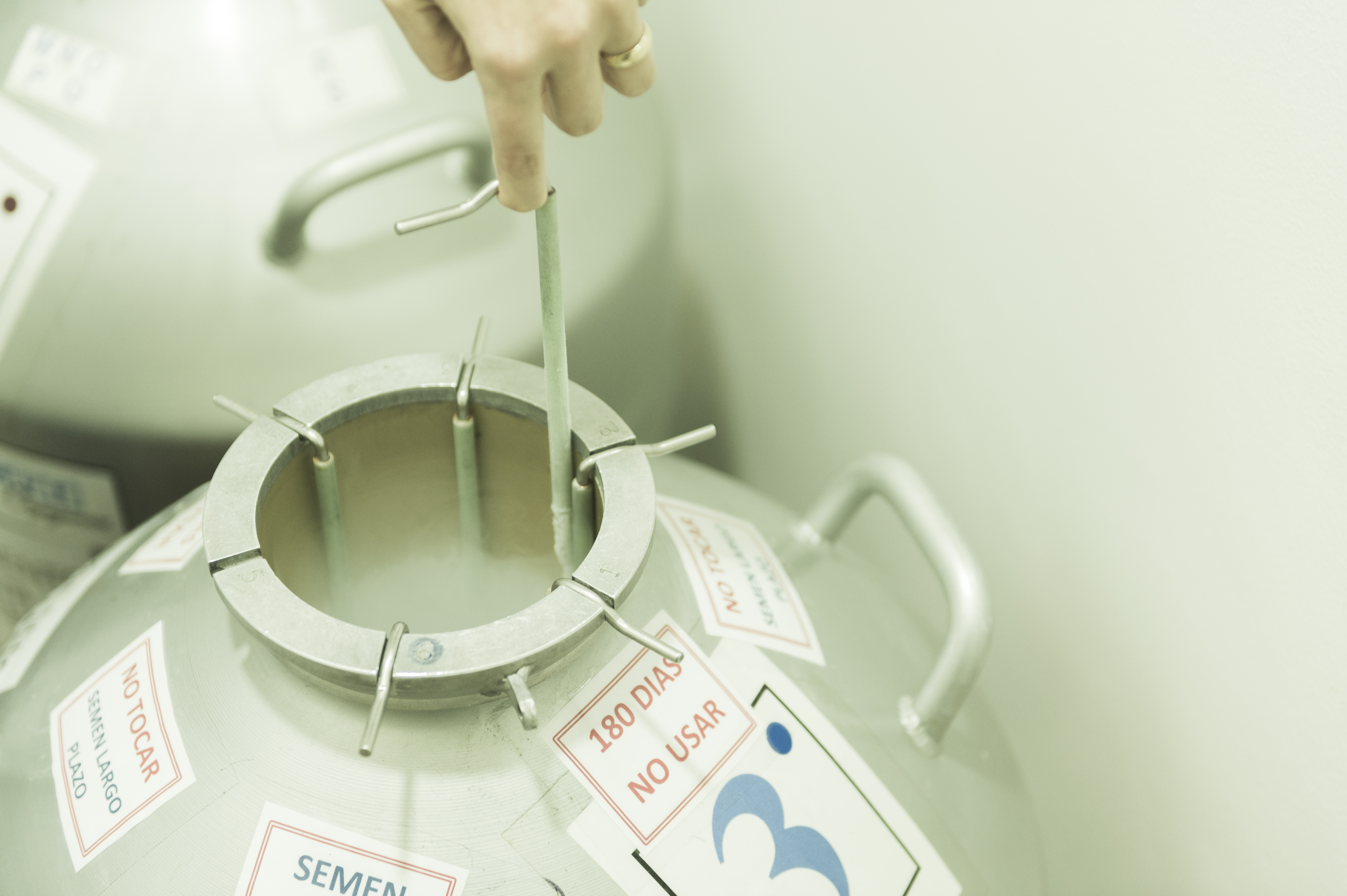La congelación no afecta la calidad. La muestra se guarda en varias pajillas y una de ellas se analiza en laboratorio.Al descongelarla, algunos espermatozoides mueren, pero la mayoría sobrevive. Se utilizan para el análisis y para la implantación. / David Schwarz