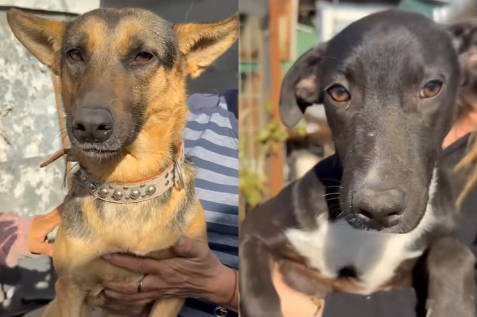 Las perritas se entregan esterilizadas, desparasitadas y con las vacunas al día.