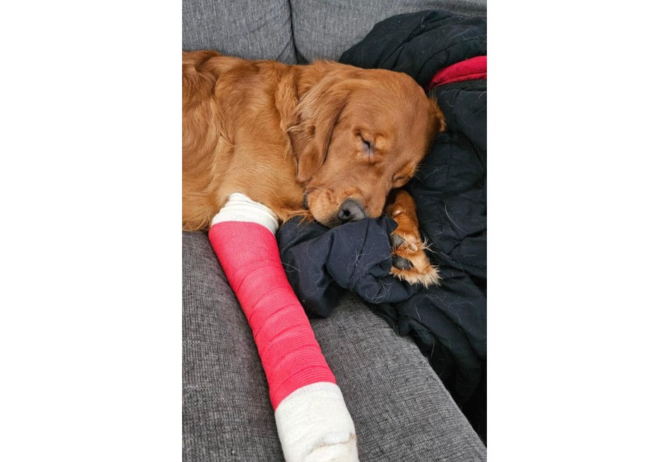 El regreso de un perro aumenta el misterio de la desaparición de un canadiense