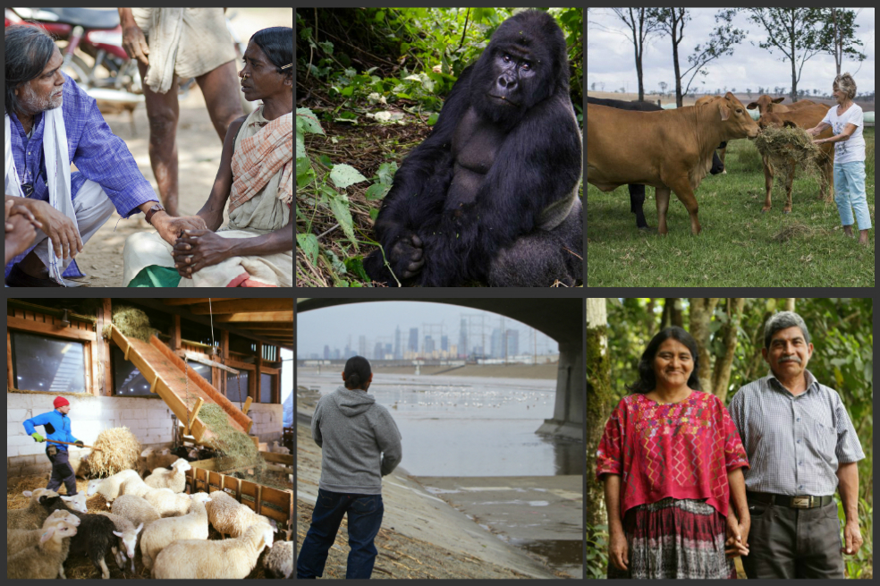 Seis héroes mundiales del medioambiente