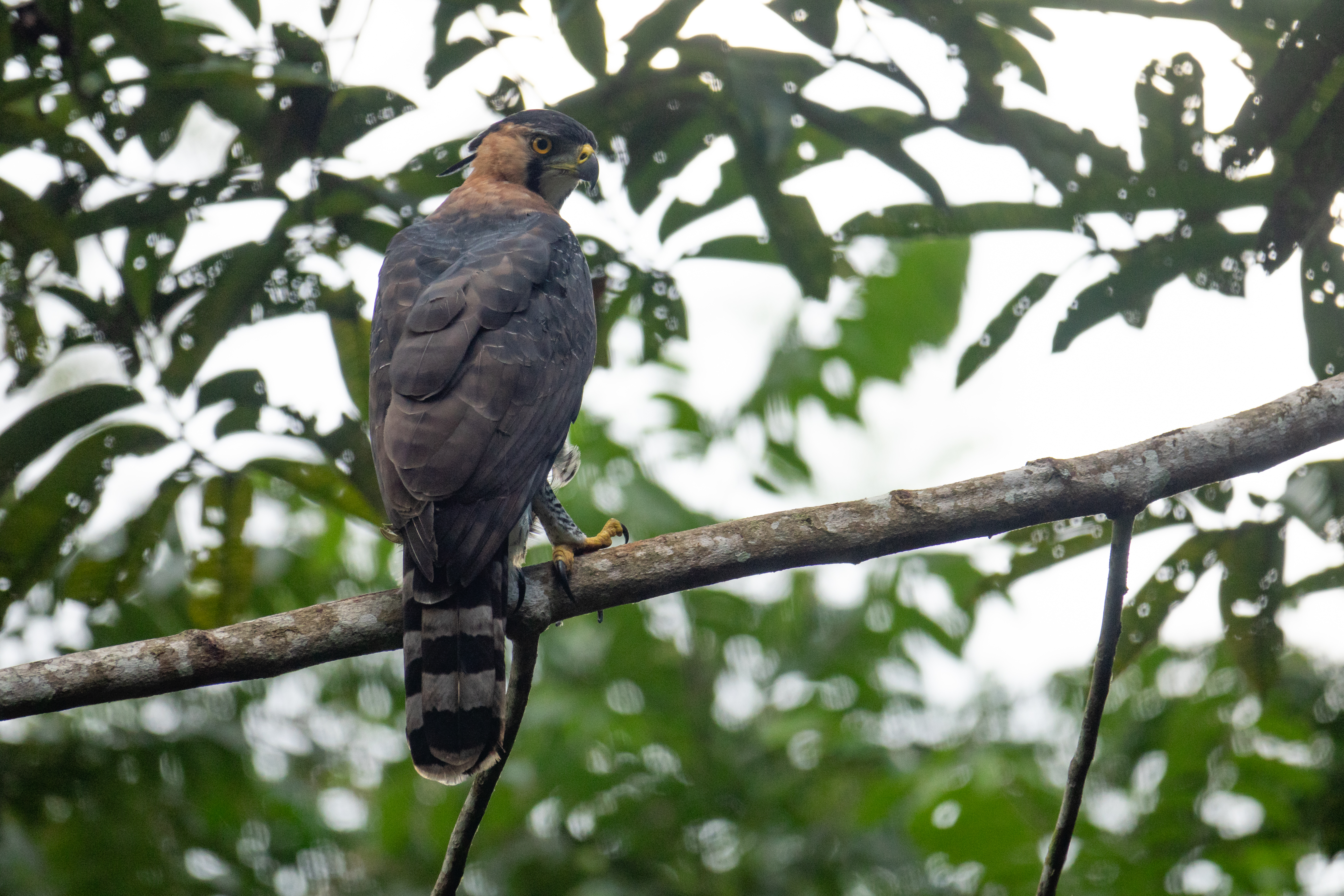 Individuo de "Spizaetus ornatus" captado durante una jornada de monitoreo.