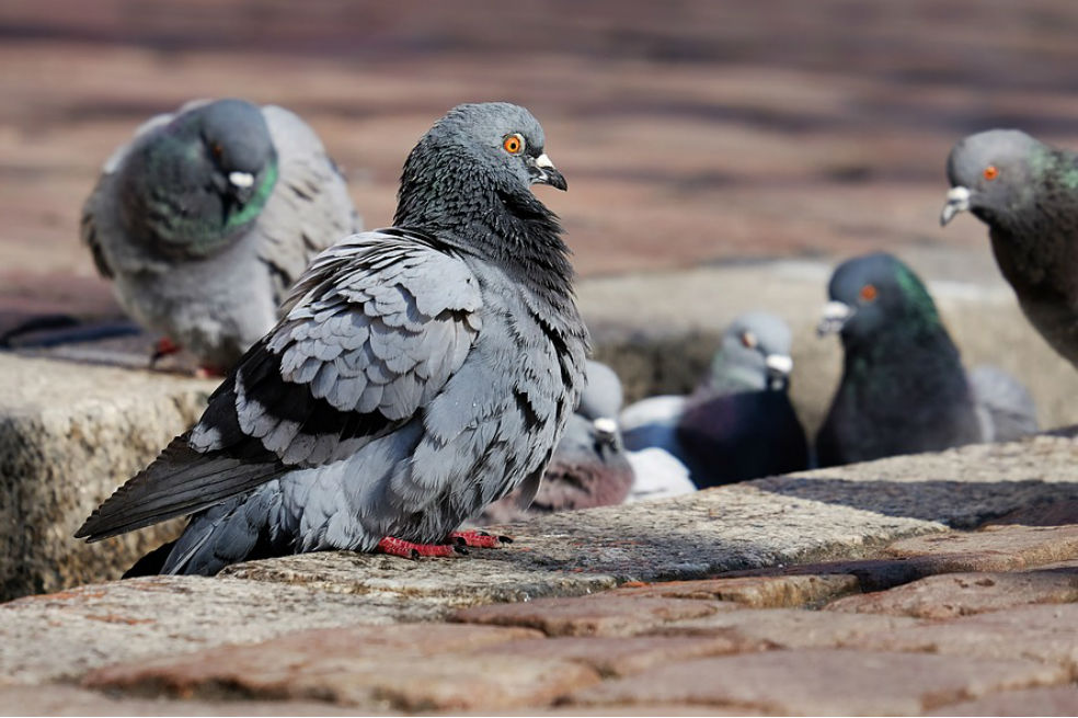 ¿Qué alternativas hay para controlar reproducción de palomas en Bogotá?