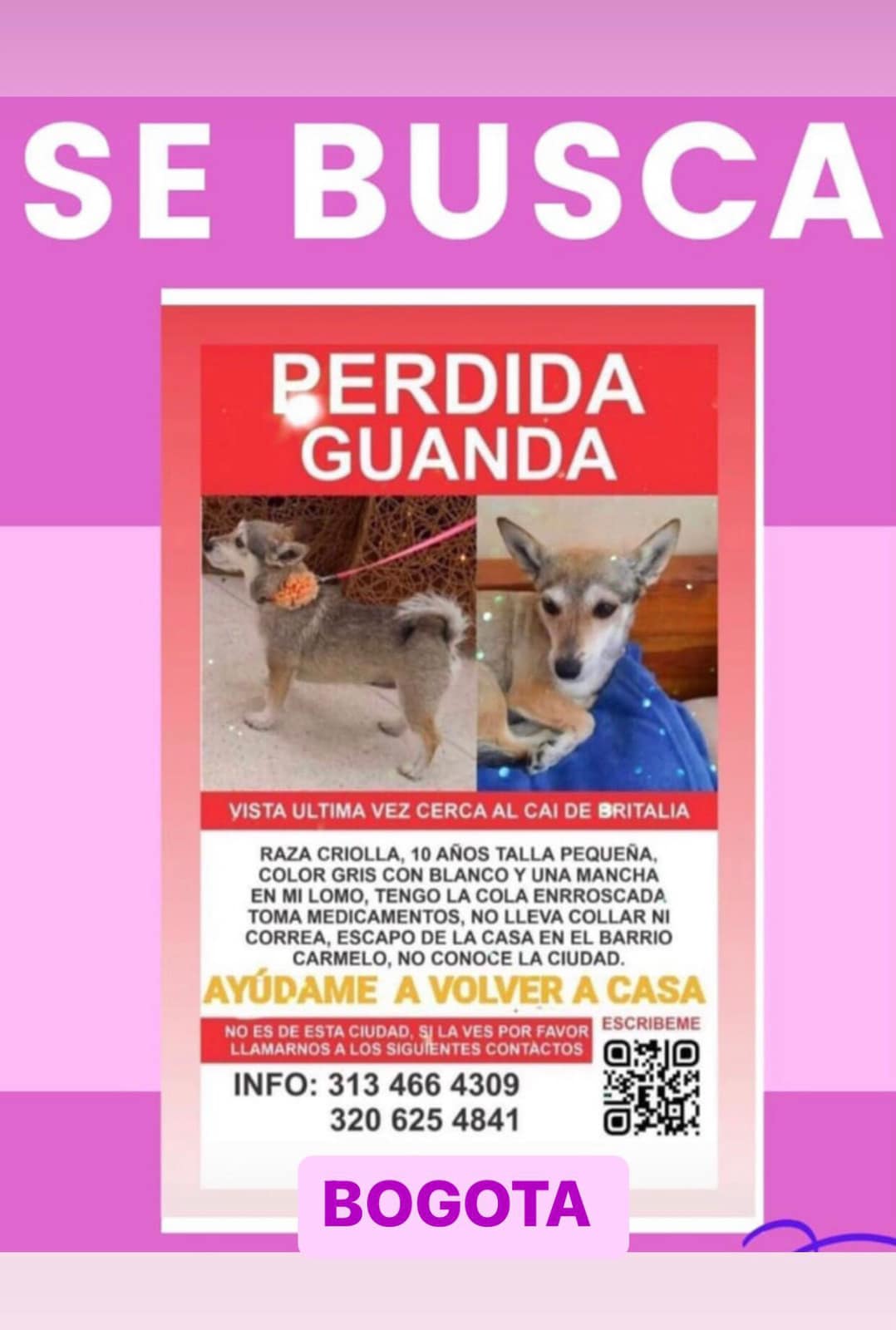 Perros perdidos en Bogotá, ¿los ha visto?