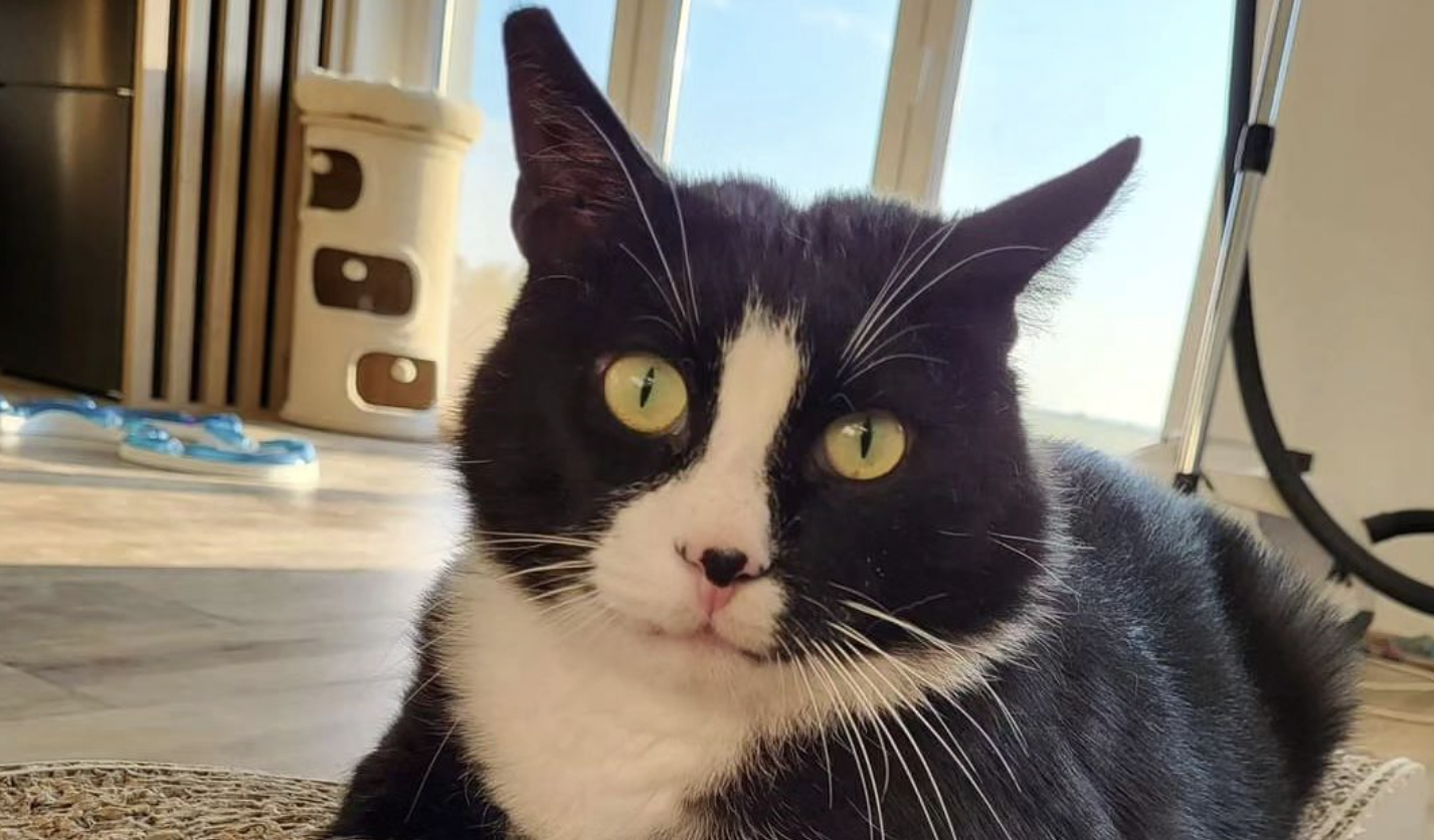 Este es Gacek, el gato más famoso de Polonia.