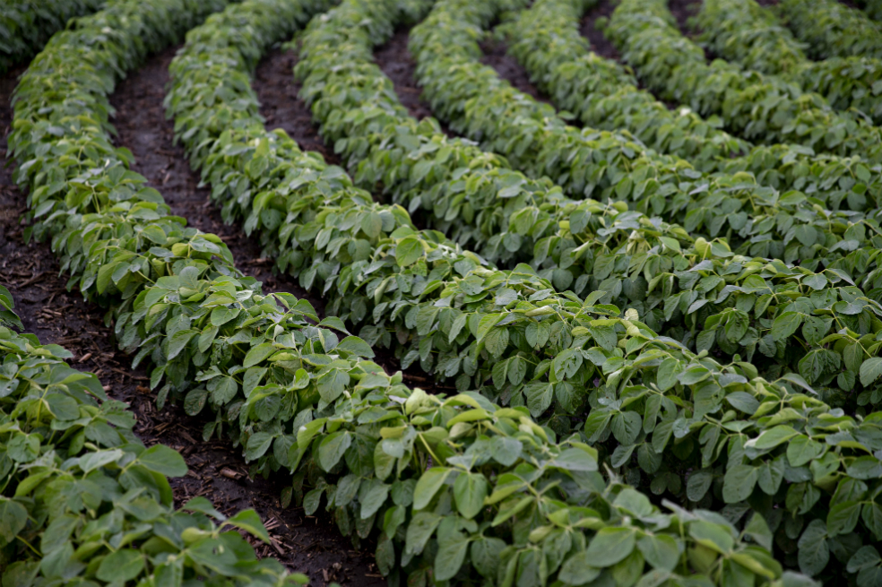 Exportaciones agropecuarias crecieron 4,4% hasta mayo de 2018