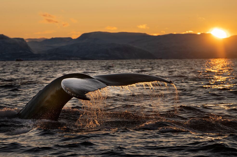 Las ballenas jorobadas regresan a este lugar, un siglo después del pico de caza