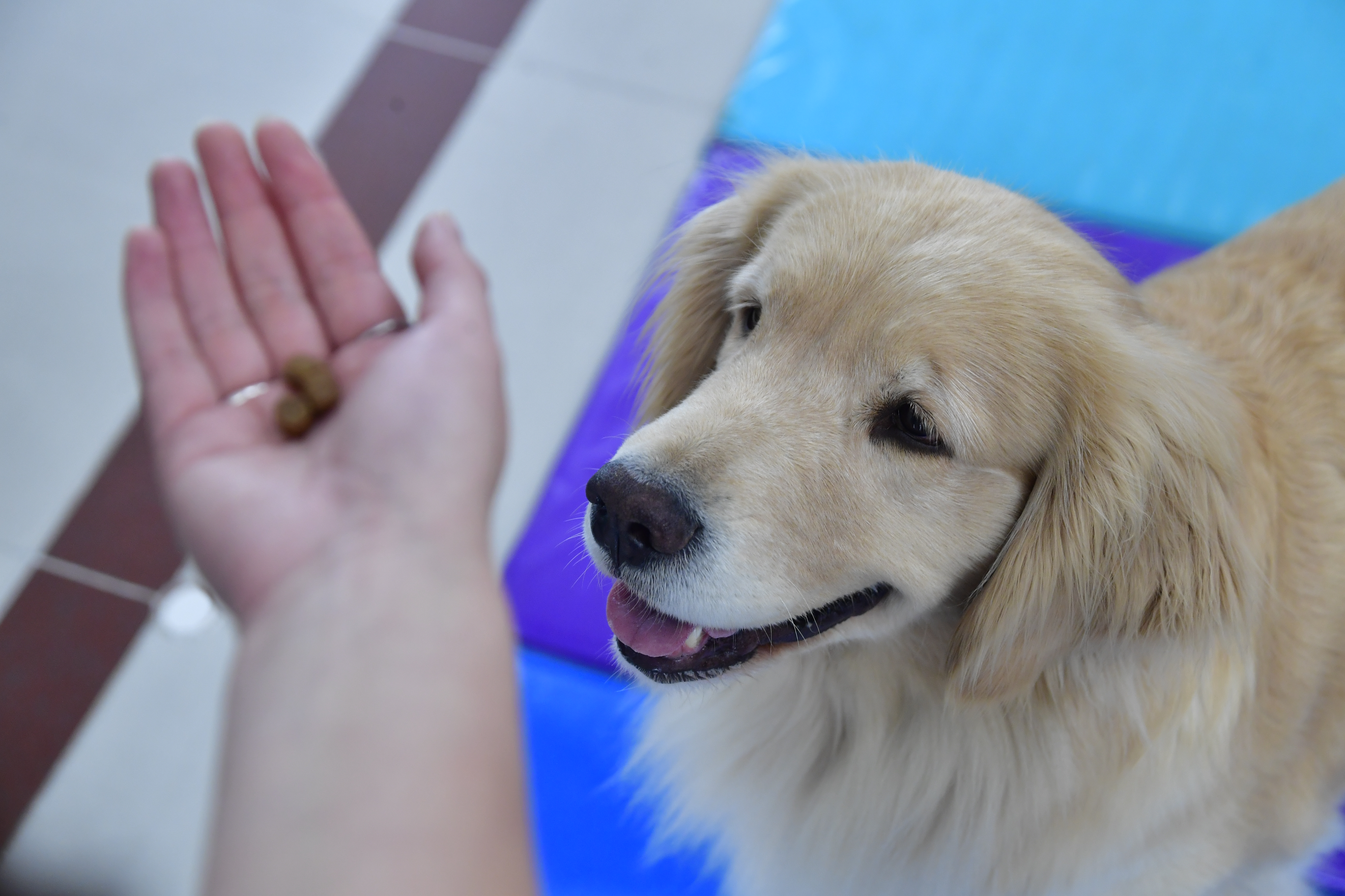 Gobernación del Valle abre espacio “pet friendly”: ahora podrá hacer trámites con su mascota