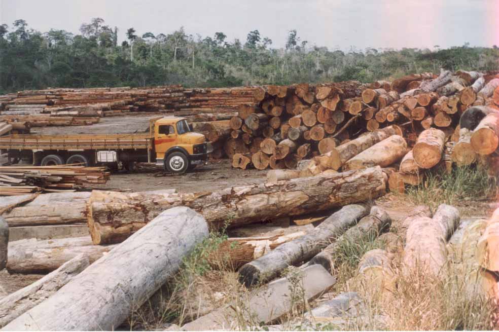 Millonaria apuesta de la U. Europea por la madera legal en Colombia