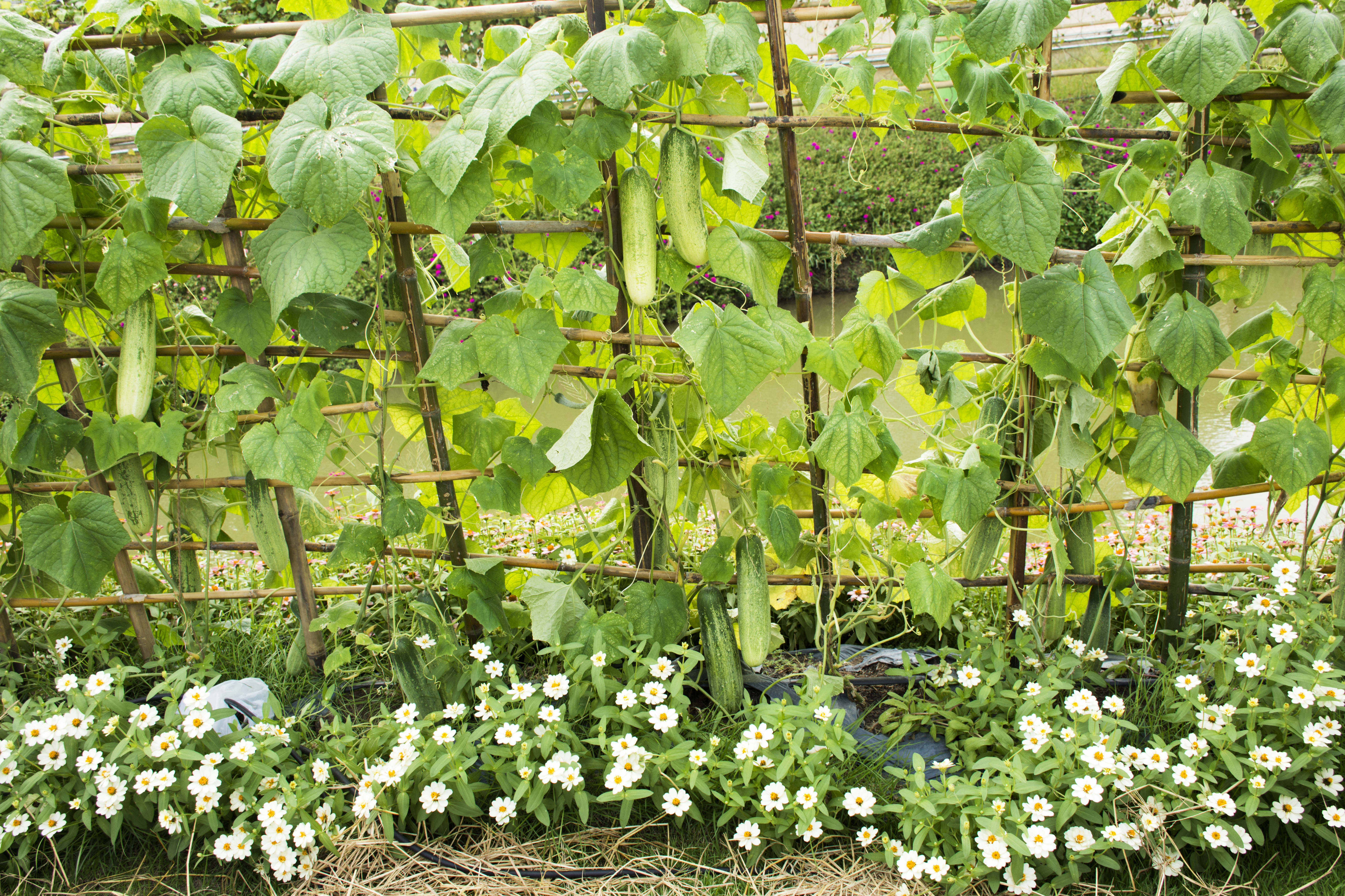 ¿Cómo enderezar una planta? Guía práctica para cuidar sus matas