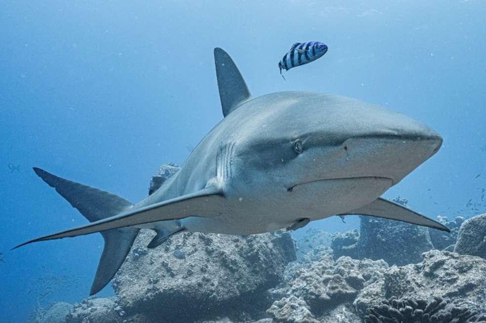 Malpelo alberga uno de los refugios globales más importantes para los tiburones