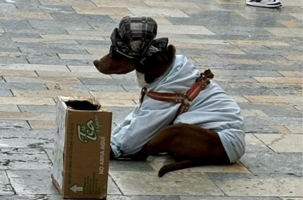 Perrito rescatado en el centro de Bogotá.