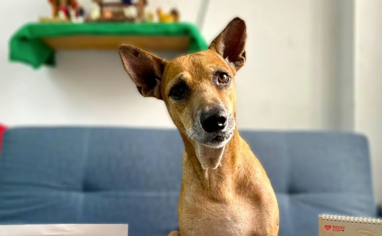 Lizardito superó el cáncer y conmovió con su celebración: “solo me falta encontrar mi hogar”