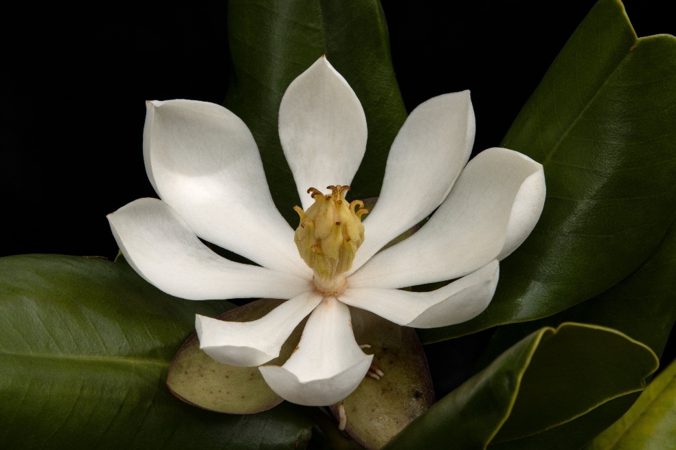 Redescubren en Haití una especie de magnolia perdida para la ciencia desde 1.925