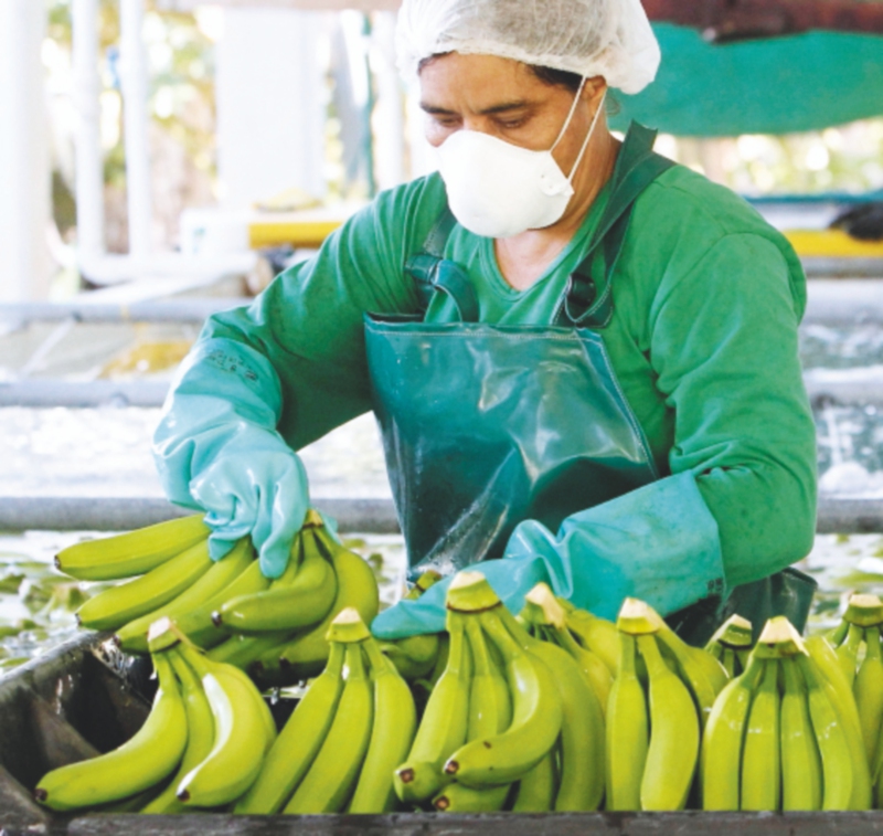 Banadex y Banacol son consideradas filiales de Chiquita Brands en Colombia, según la Fiscalía.