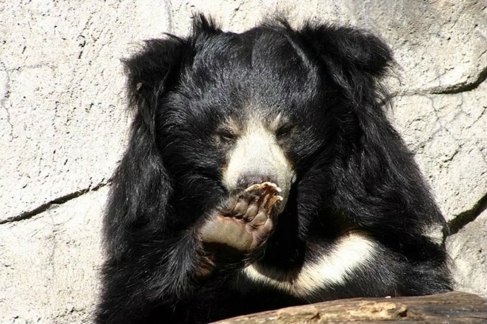 Oso mató a un hombre que intentó tomarse una selfie con él