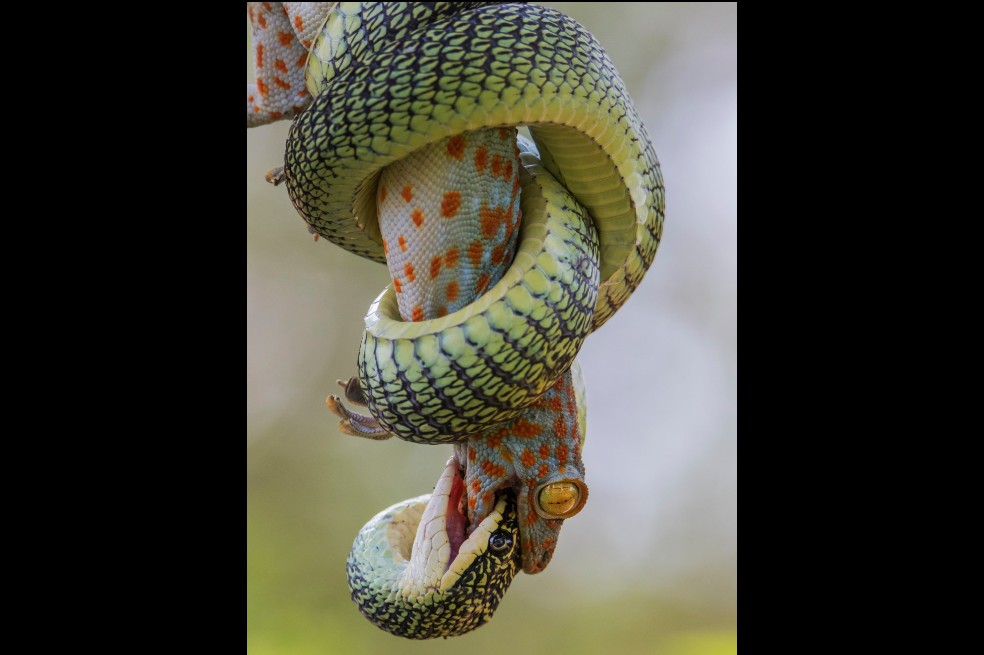 Wei Fu tituló a su imagen "Muerde para sobrevivir". En Bangkok, Tailandia
un ejemplar del tokay gecko empieza a morder a pesar de estar retenido.