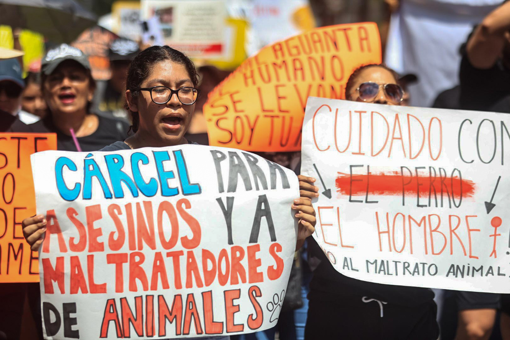 Judicializan a hombre que habría lanzado un gato desde un edificio en Bucaramanga