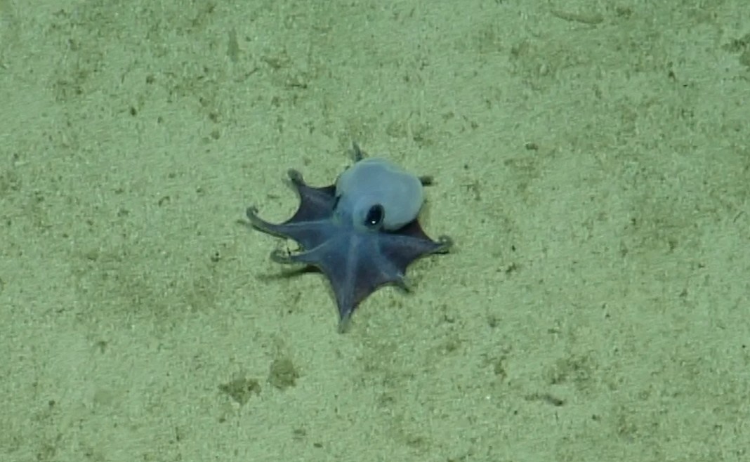 Descubren en Galápagos un pequeño pulpo que vive a casi 1.800 metros de profundidad
