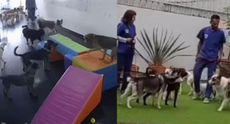 (Video) Así vivieron el temblor los perritos de una guardería en Bogotá