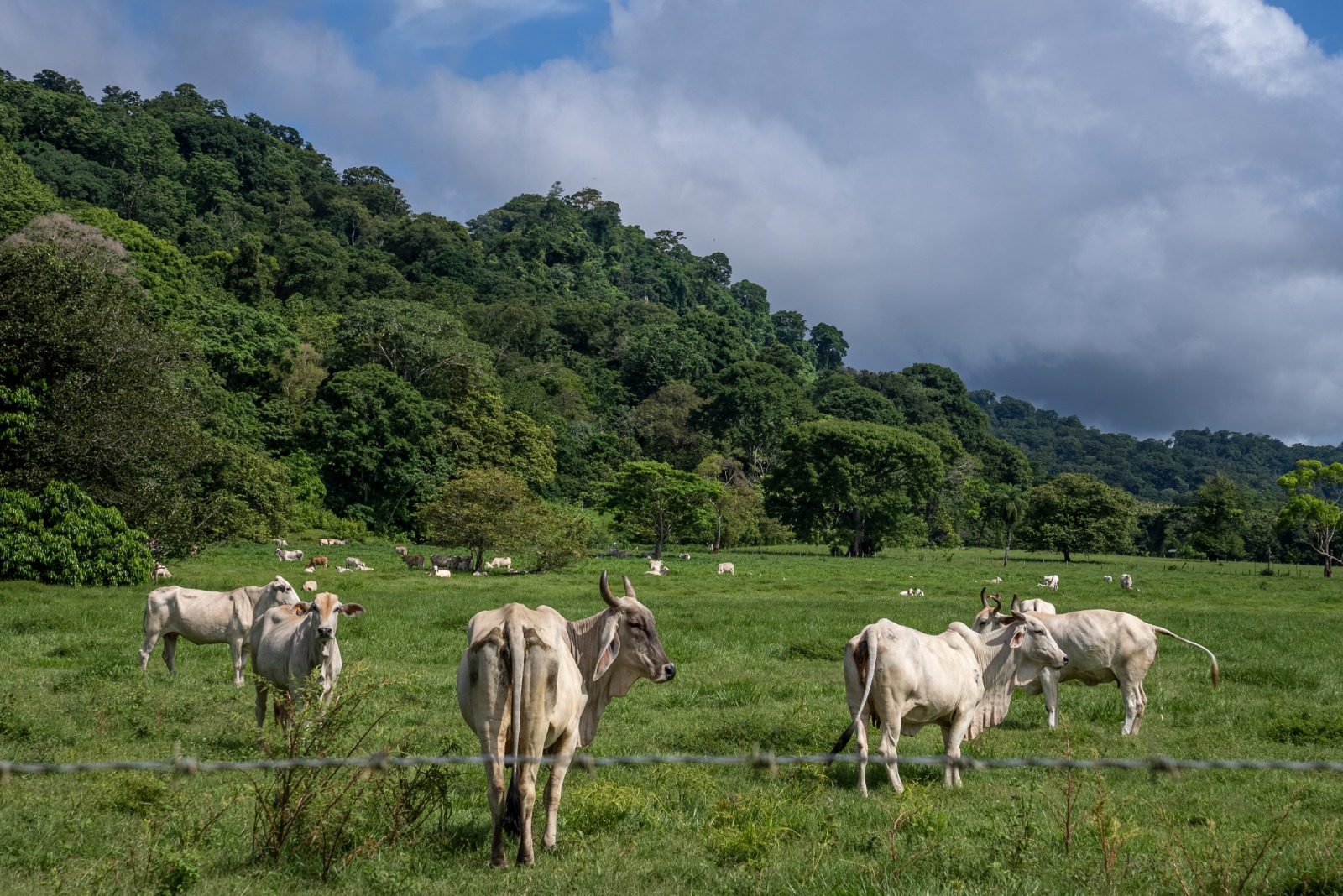 HONDURAS, 17/10/2024.- Ganado procedente del tráfico ilegal en la Moskitia Hondureña. La ganadería ilegal en América Latina está teniendo un impacto devastador para el medio ambiente, la biodiversidad, la salud pública y las comunidades indígenas locales, advirtieron esta semana varios expertos durante una conferencia de Naciones Unidas en Viena. "En Latinoamérica, casi todos los bosques están amenazados por la ganadería ilegal. En la Amazonía, representa el 70 % de la deforestación y en Centroamérica el 90 %", explicó a EFE en Viena Jeremy Radachowsky, director regional de la ONG medioambiental WCS. EFE/ WCS (Wildlife Conservation Society)/SÓLO USO EDITORIAL/SÓLO DISPONIBLE PARA ILUSTRAR LA NOTICIA QUE ACOMPAÑA (CRÉDITO OBLIGATORIO)
