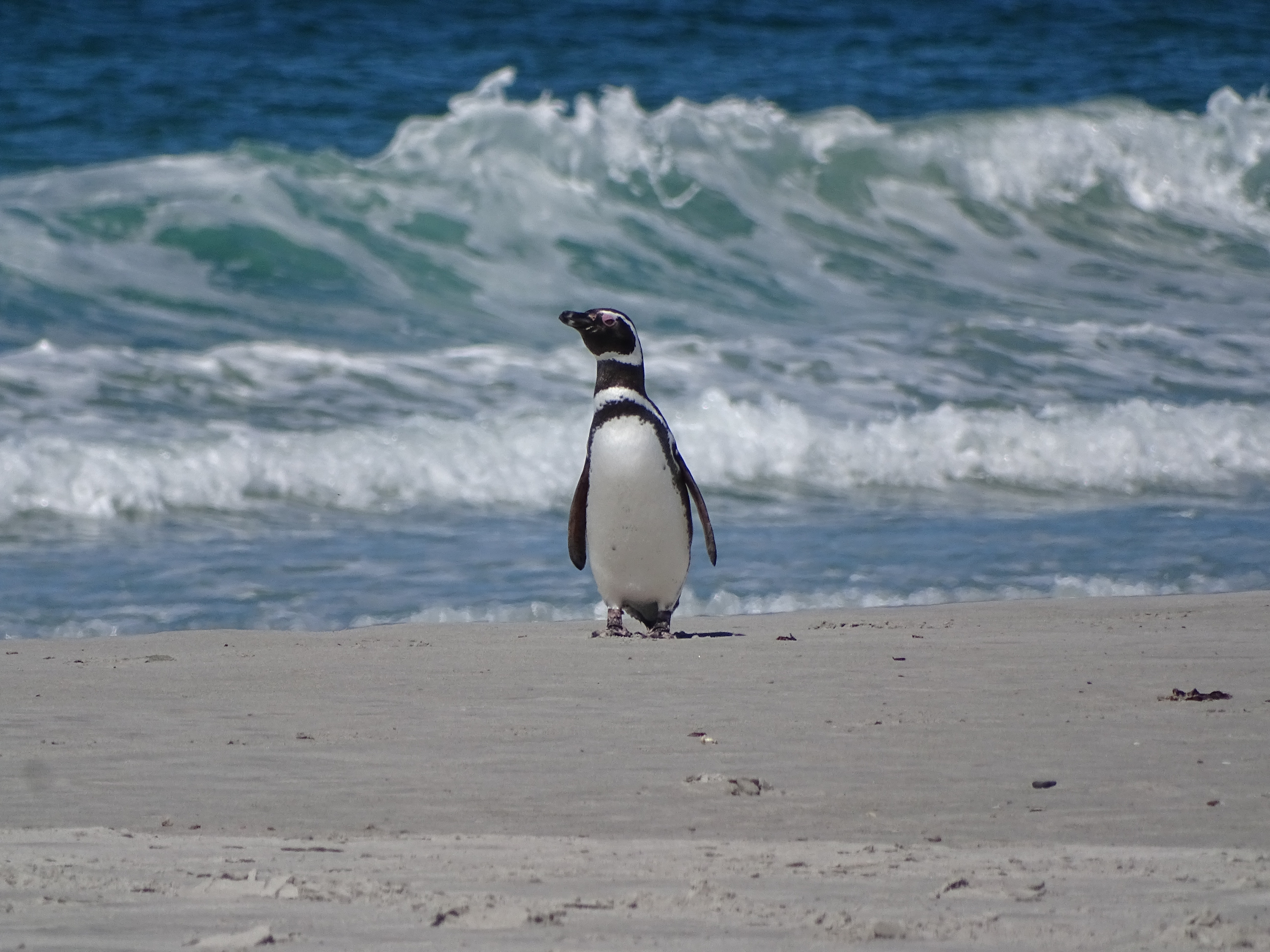 Aparecieron más de 2.000 pingüinos muertos en Uruguay, pero no se sabe por qué