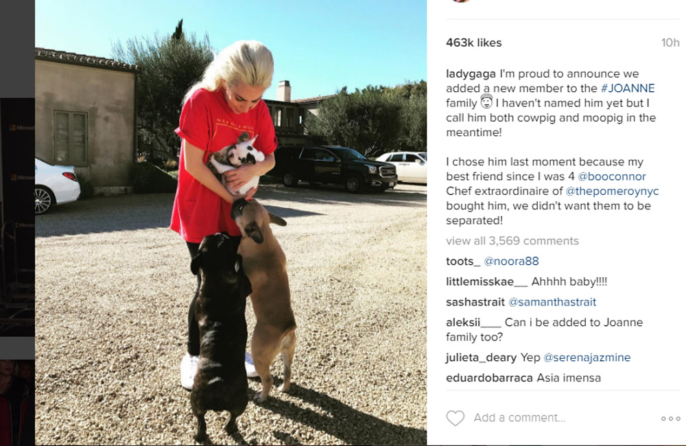 Lady Gaga ofrece US$ 500.000 de recompensa por dos perros que le robaron