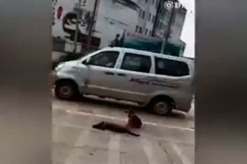 Video de un perro acompañando a otro que fue atropellado se ha hecho viral