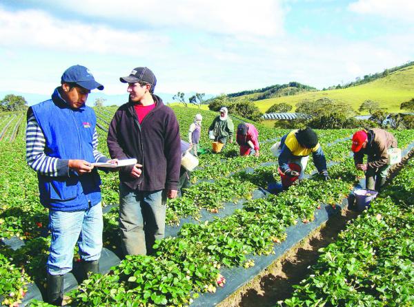 Más de 4.000 exguerrilleros se capacitarán en cooperativismo
