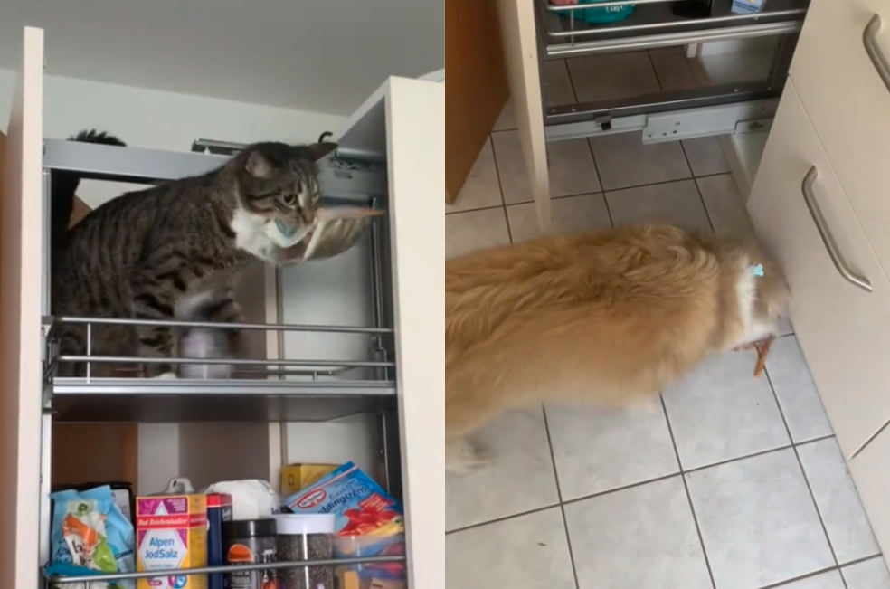 Perro y gato forman “alianza secreta” para conseguir comida a escondidas (video)