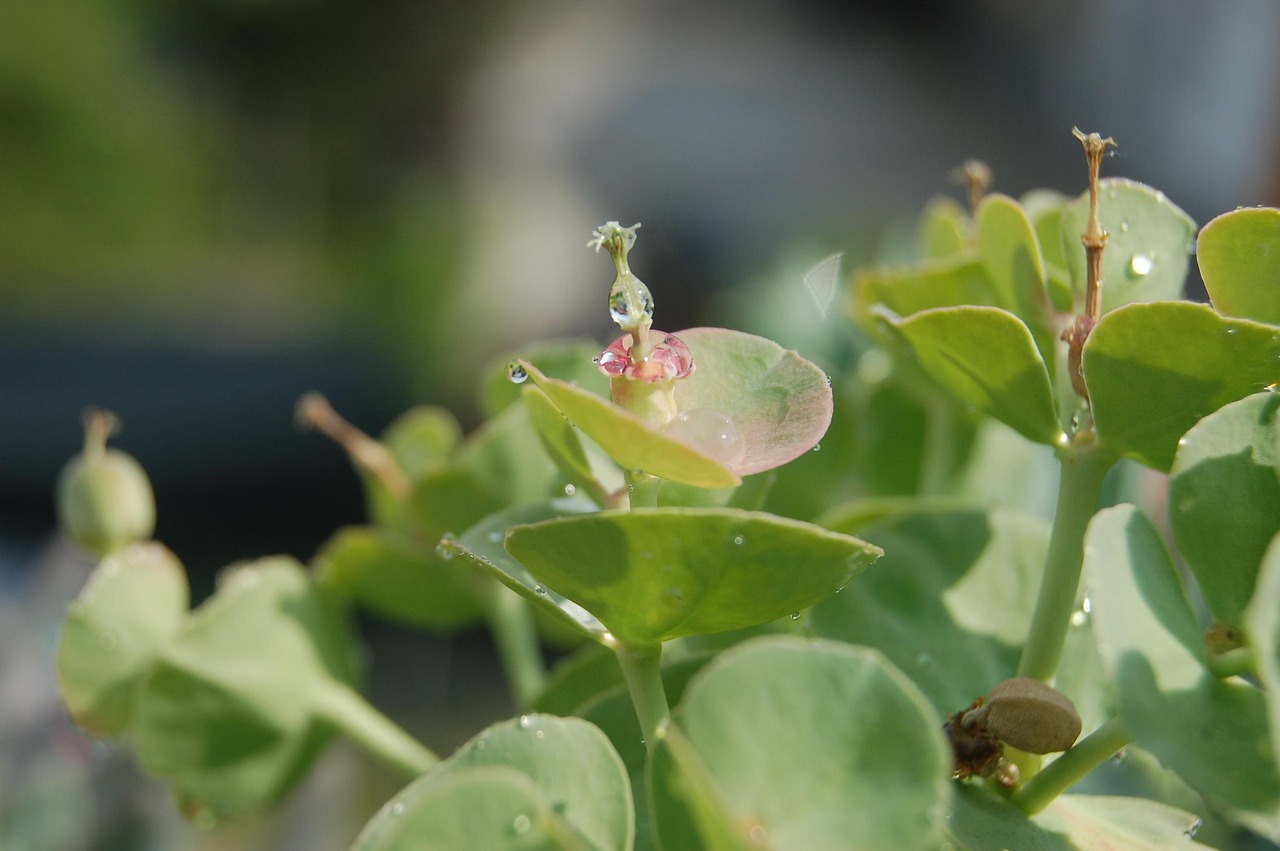 ¿Bajaron las temperaturas? Así puede proteger sus plantas del frío